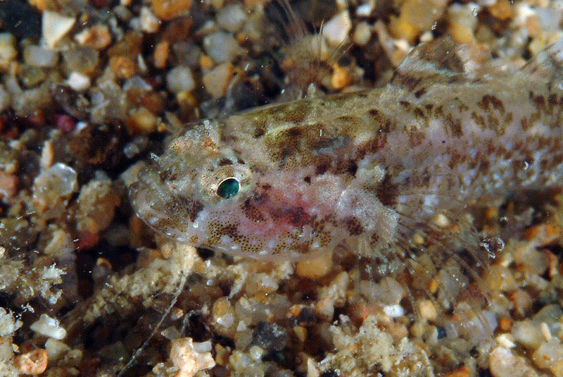 Millerigobius macrocephalus